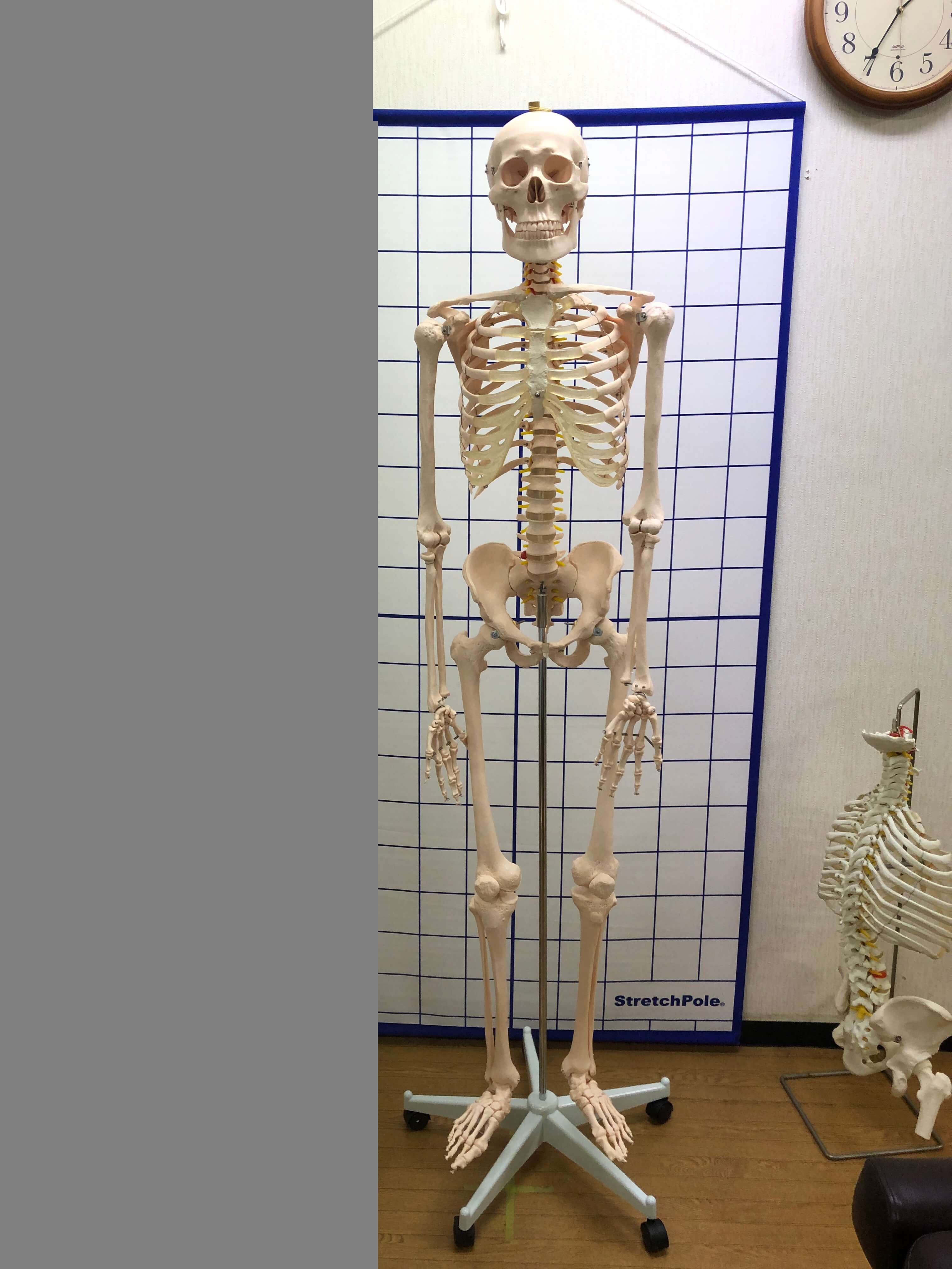 全身骨格模型 - からだブログ【松戸整体クラブ五香施術院】 